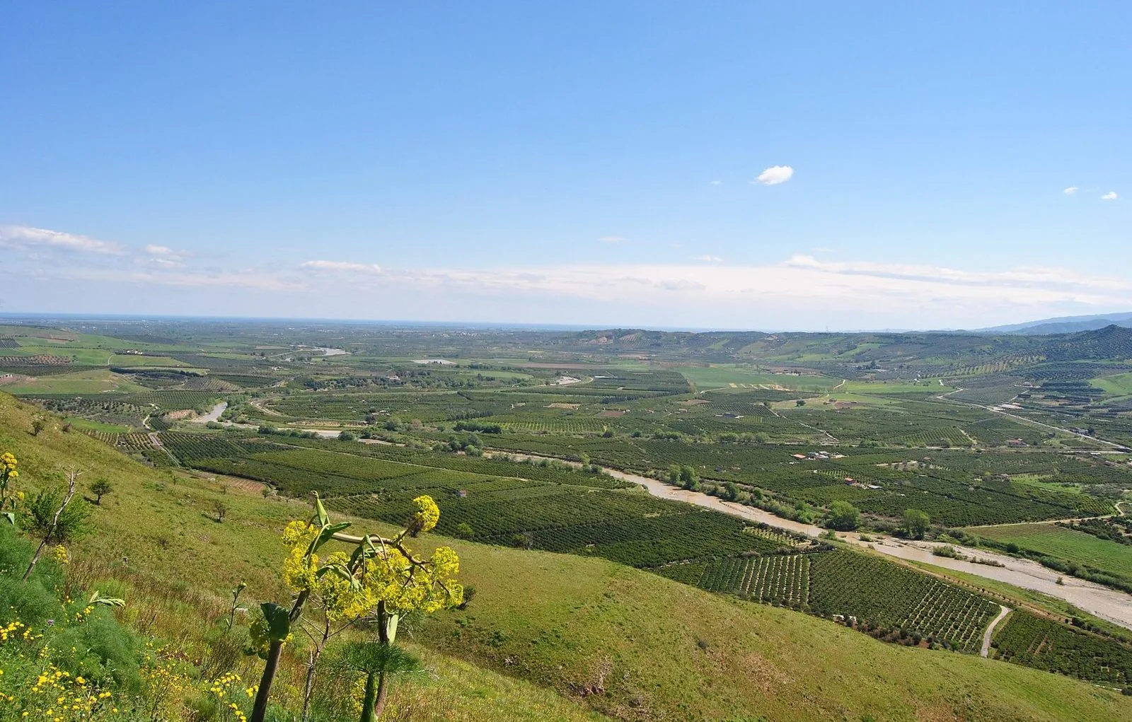 La piana di Sibari vista dalla collina di Terranova da Sibari: distese ordinate di agrumeti e frutteti, il letto di un fiume e il mare all'orizzonte, con fiori gialli in primo piano